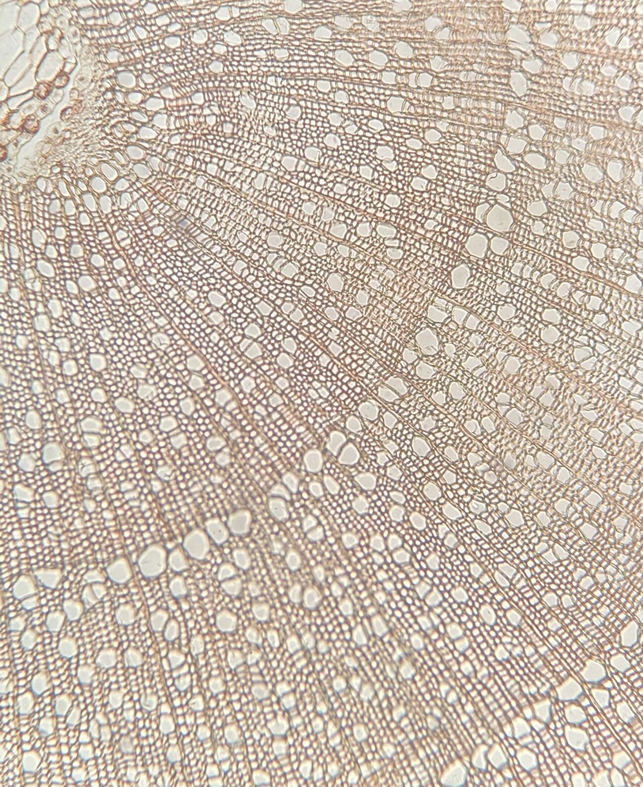 microscopic photo of pine wood structure